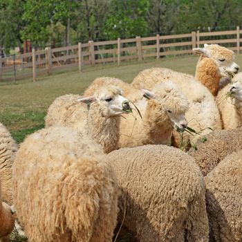 group of lovely alpaca in the farm
