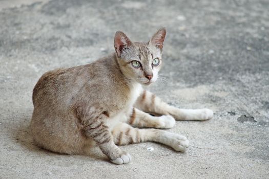closeup of the pretty cat sitting on the floor