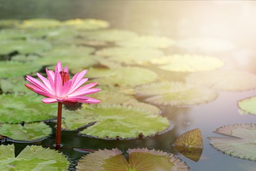 beautiful lotus flower in the pond with sunlight