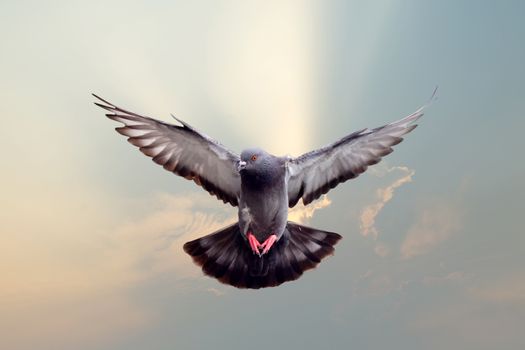 flying pigeon with beautiful sky background
