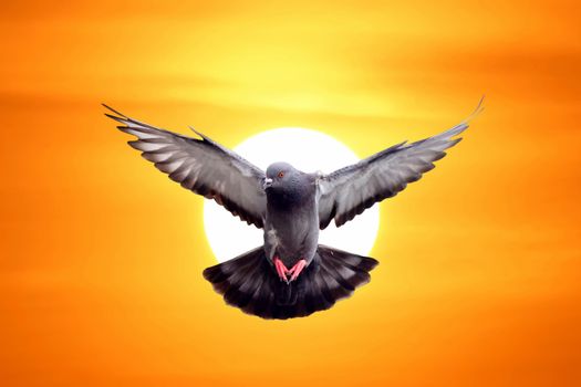 flying pigeon with beautiful sunset background