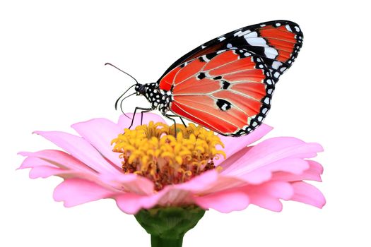 exotic red butterfly isolated on white background                                   