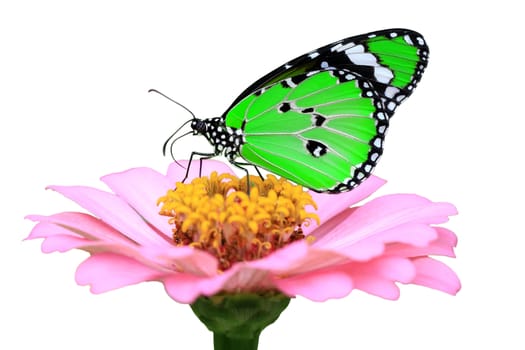 exotic green butterfly isolated on white background