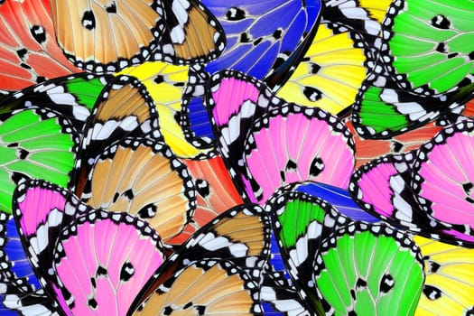 exotic color of butterfly wing as nature background                                   