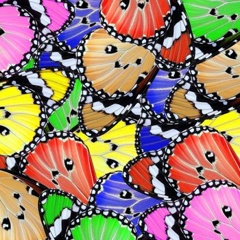 exotic color of butterfly wing as nature background                                   
