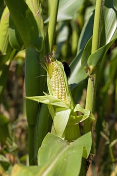   photographed by a close up ears of green corn.