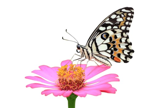 beautiful butterfly on the flower isolated on white background