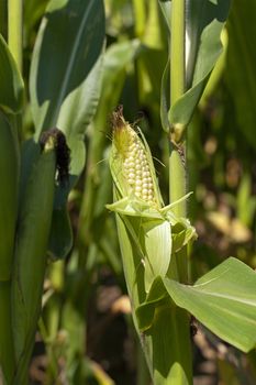  photographed by a close up ears of green corn.