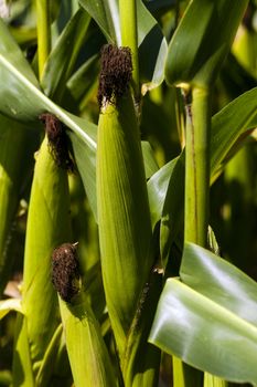   photographed by a close up ears of green corn.