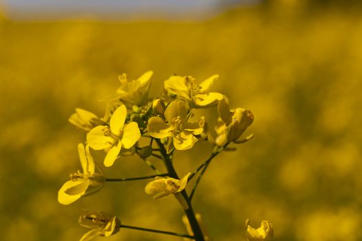   the yellow flower of a colza photographed by a close up