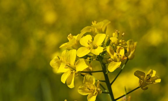   the yellow flower of a colza photographed by a close up