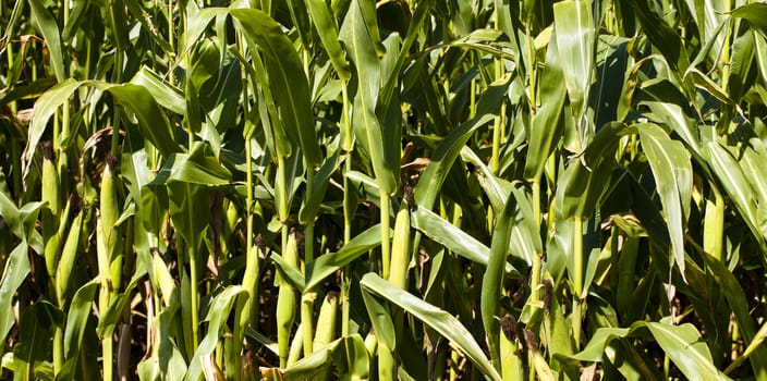   an agricultural field on which grow up corn