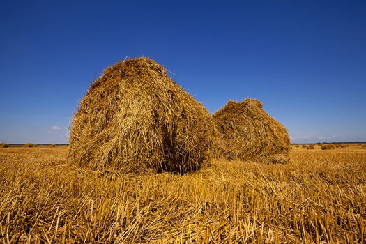  an agricultural field on which are a stack after cleaning of cereals