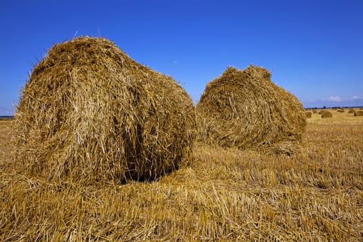 an agricultural field on which are a stack after cleaning of cereals