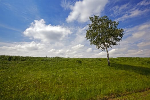  the tree growing on a height near a field