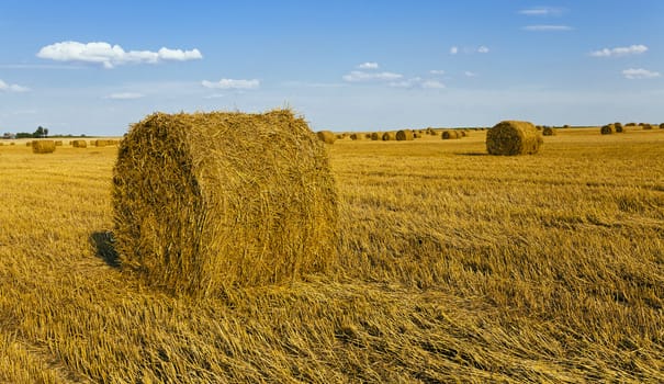   an agricultural field on which grow up also the harvest  wheat