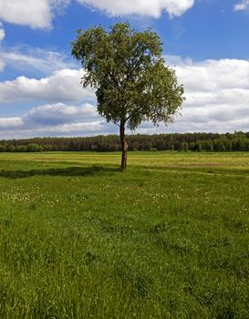  the tree of a birch growing in a field on which grow up plants