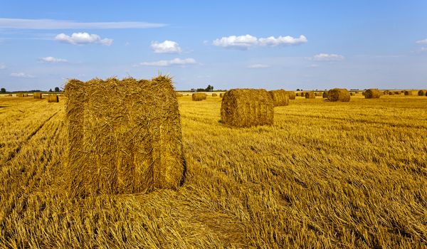   agricultural field on which grow up also the harvest  wheat