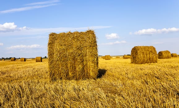   an agricultural field on which grow up also the harvest  wheat