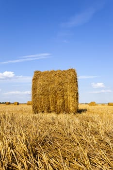   an agricultural field on which grow up also the harvest  wheat