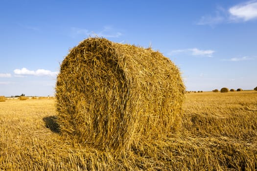  an agricultural field on which grow up also the harvest  wheat