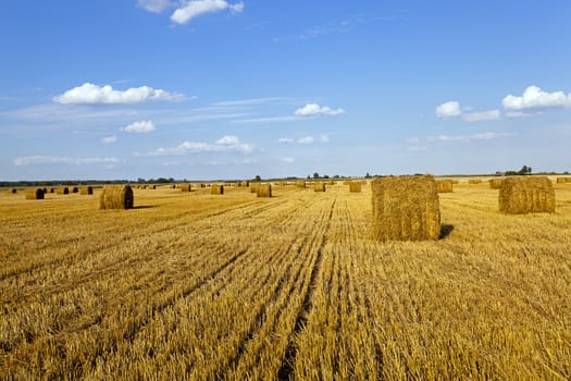  an agricultural field on which grow up also the harvest  wheat