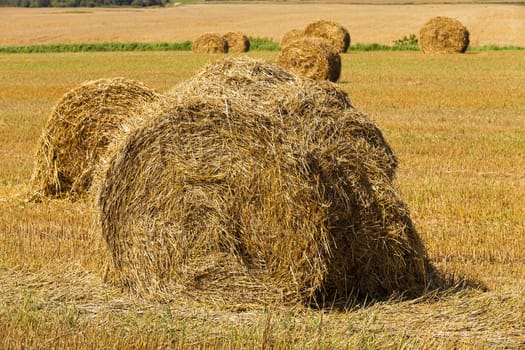  the photographed stack of the straw which has remained after the harvest company of wheat