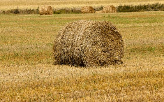   the photographed stack of the straw which has remained after the harvest company of wheat