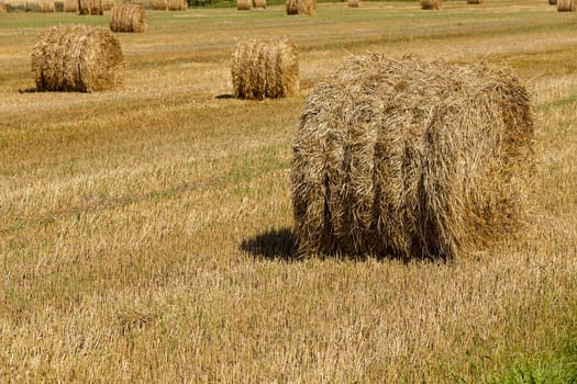   the photographed stack of the straw which has remained after the harvest company of wheat