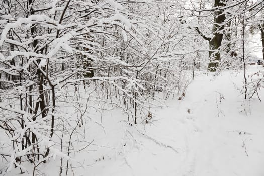   the trees photographed in a winter season.