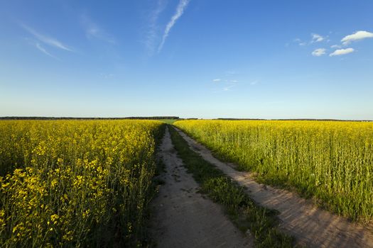   the rural not asphalted road and a field on which raising a colza. sunset