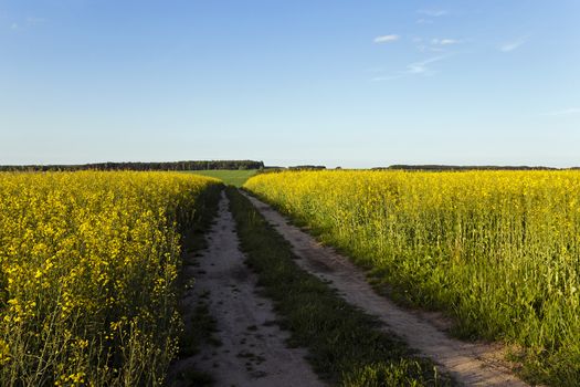   the rural not asphalted road and a field on which raising a colza. sunset