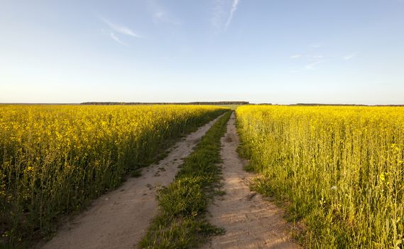   the rural not asphalted road and a field on which raising a colza. sunset