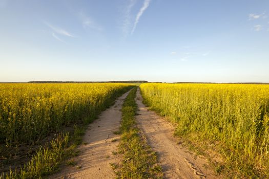   the rural not asphalted road and a field on which raising a colza. sunset