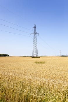  Agricultural field on which grow ripe wheat.