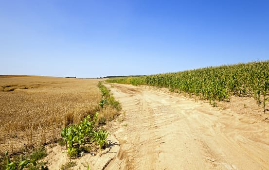  Dirt sandy road that separates the agricultural field.