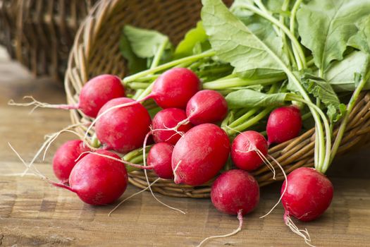 Fresh radishes on old wooden table