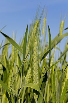   the ear of an unripe cereal photographed by a close up