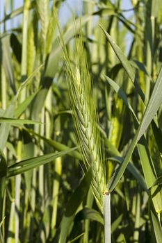   the ear of an unripe cereal photographed by a close up