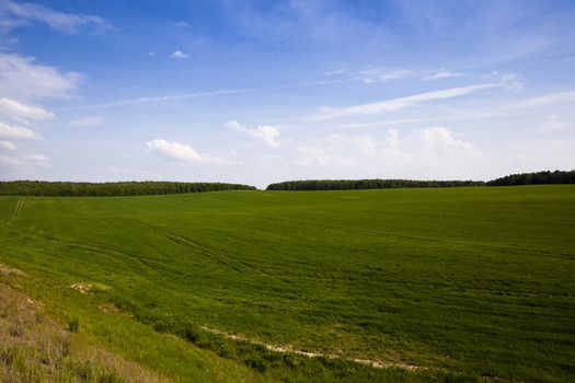   an agricultural field on which grow up green oats