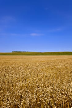  a field on which mature wheat grows.