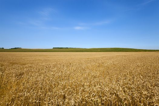   a field on which mature wheat grows.