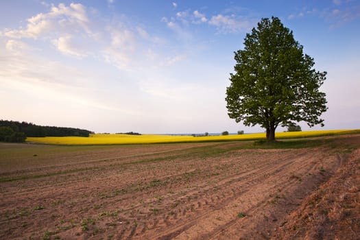 the lonely tree growing on an agricultural field.