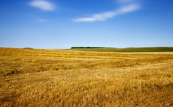  an agricultural field on which harvesting of cereals was made