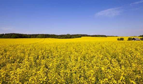   an agricultural field in which rape blossoms. Blue sky.