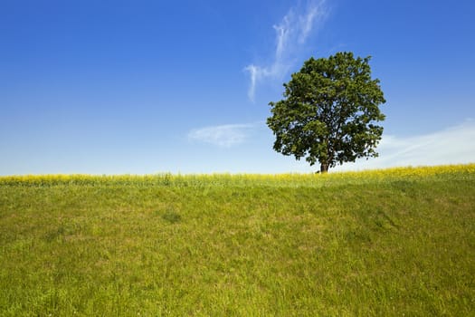   the tree of a birch growing in a field on which grow up plants