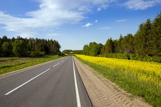   the asphalted road to a spring season. along the road dandelions grow