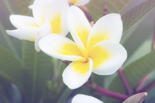 Beautiful flower, beautiful nature blur background