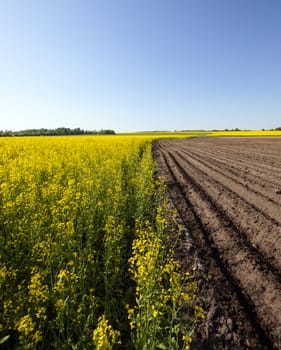   an agricultural field on which grow up potatoes and a colza. spring