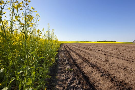   an agricultural field on which grow up potatoes and a colza. spring